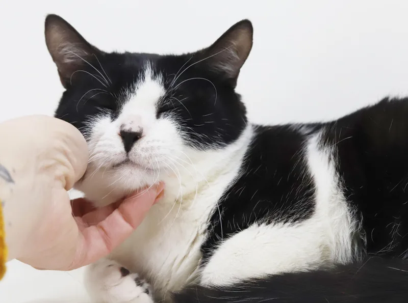 Panda  Lil' Lover! thumbnail 5