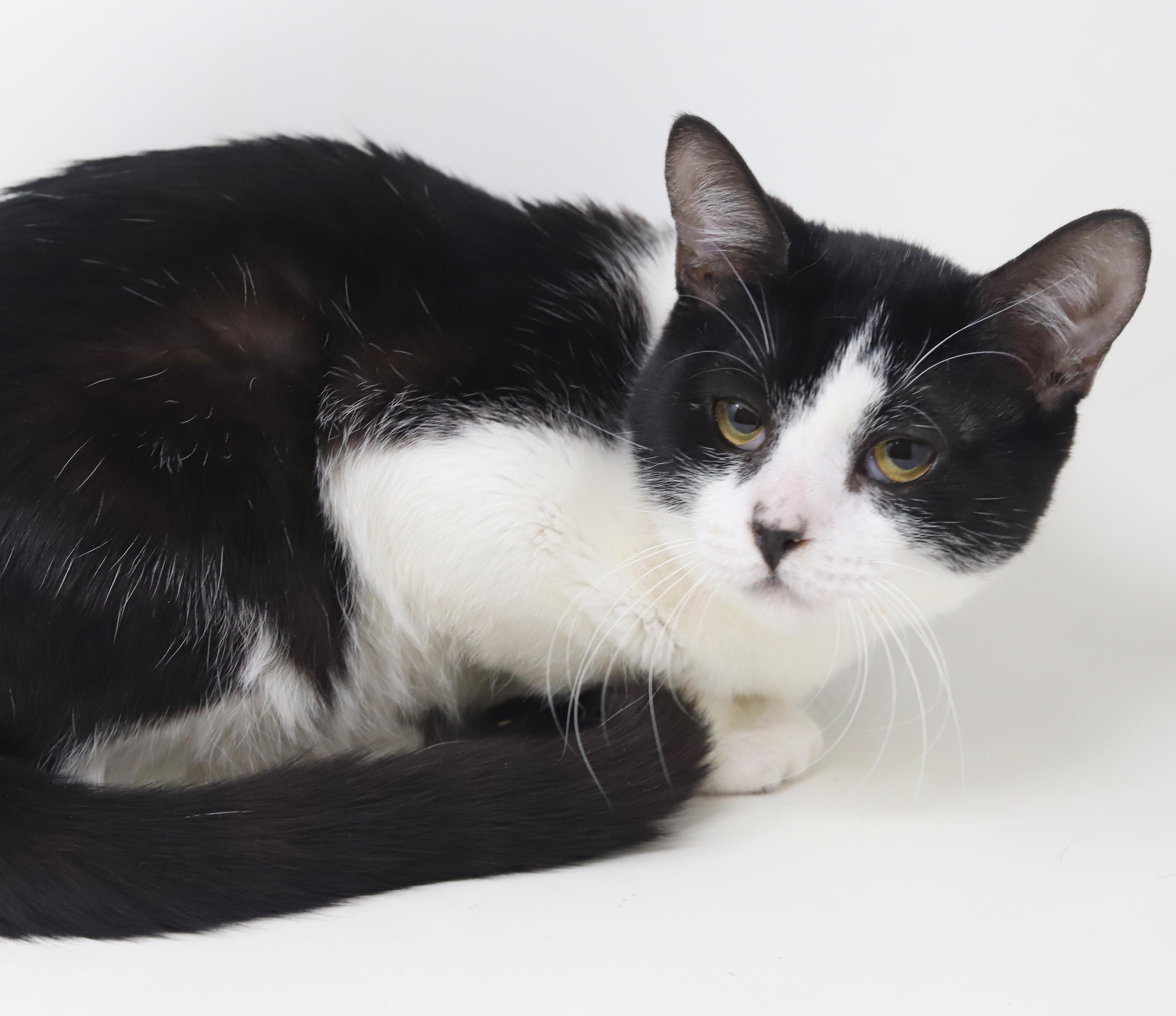 Panda  Lil' Lover! thumbnail 6