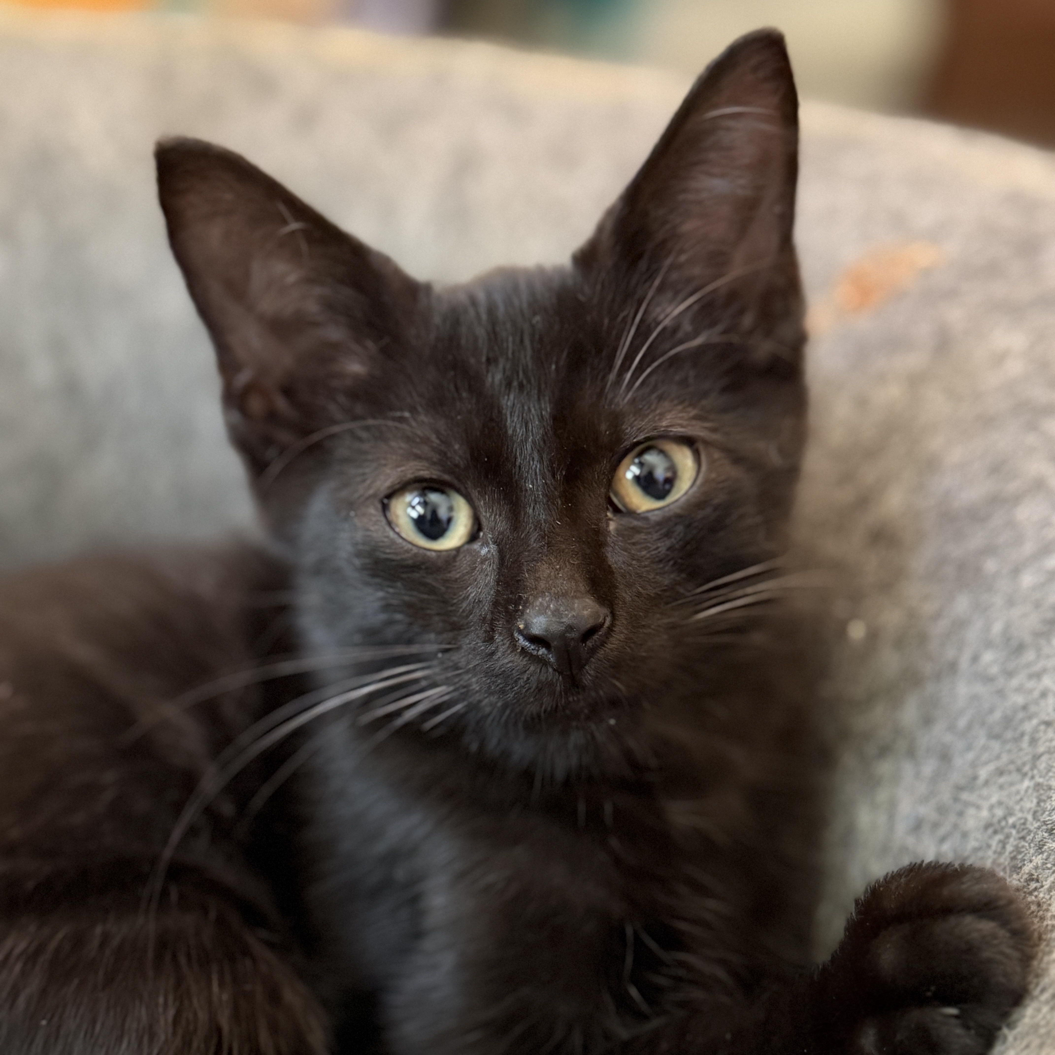 A baby medium-sized male Black Domestic Short Hair cat named Binx for adoption in Corinth, MS