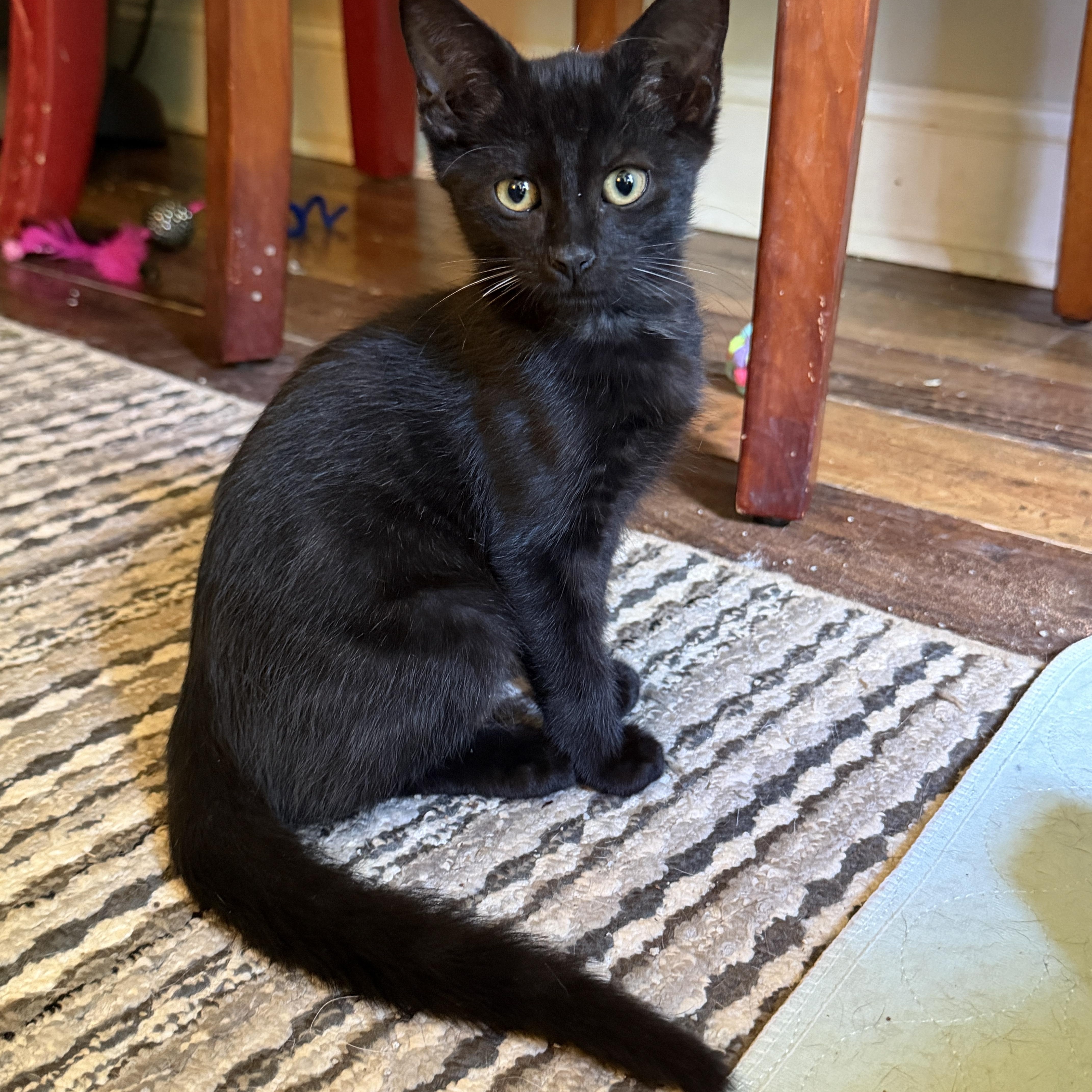 Binx thumbnail 2