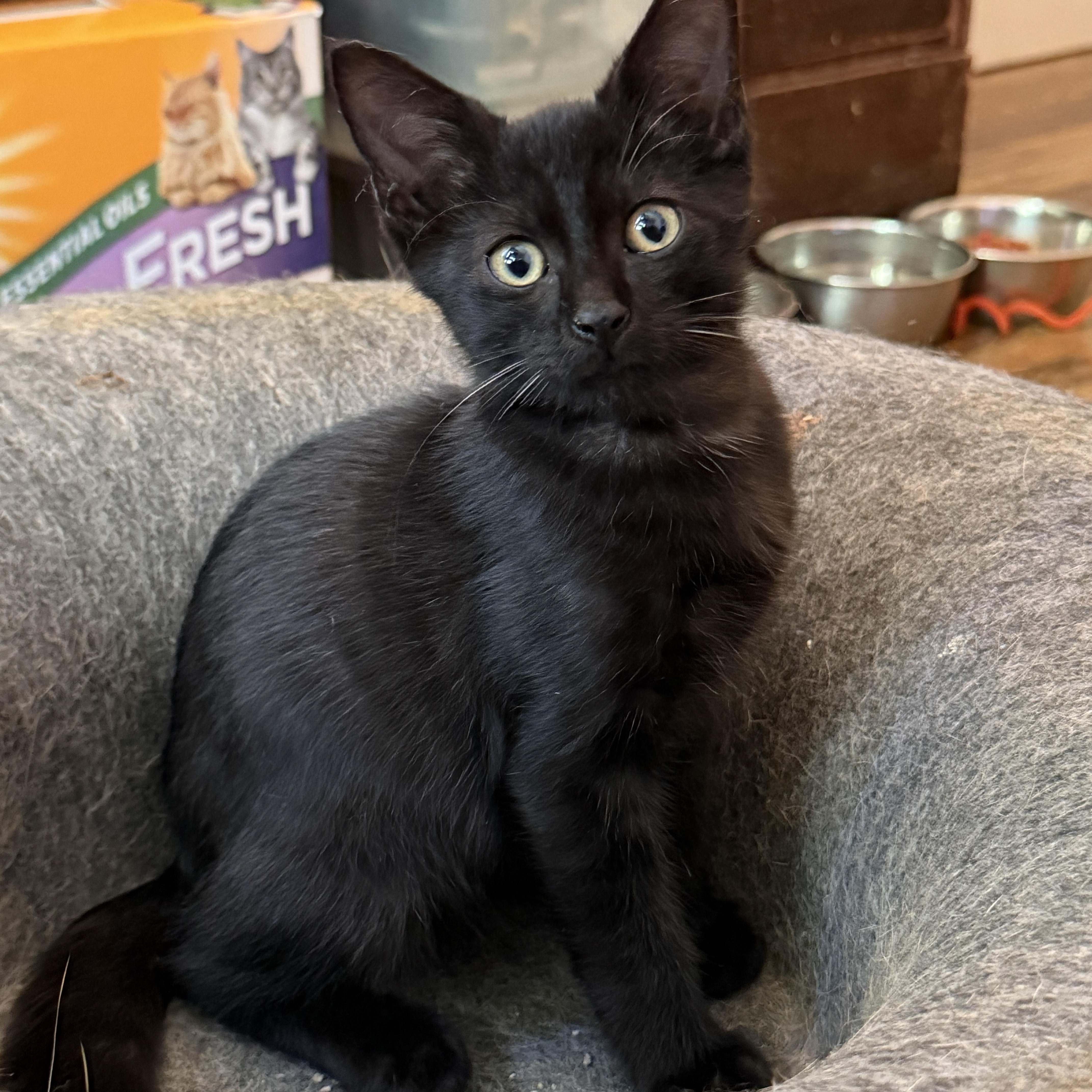 Binx thumbnail 3