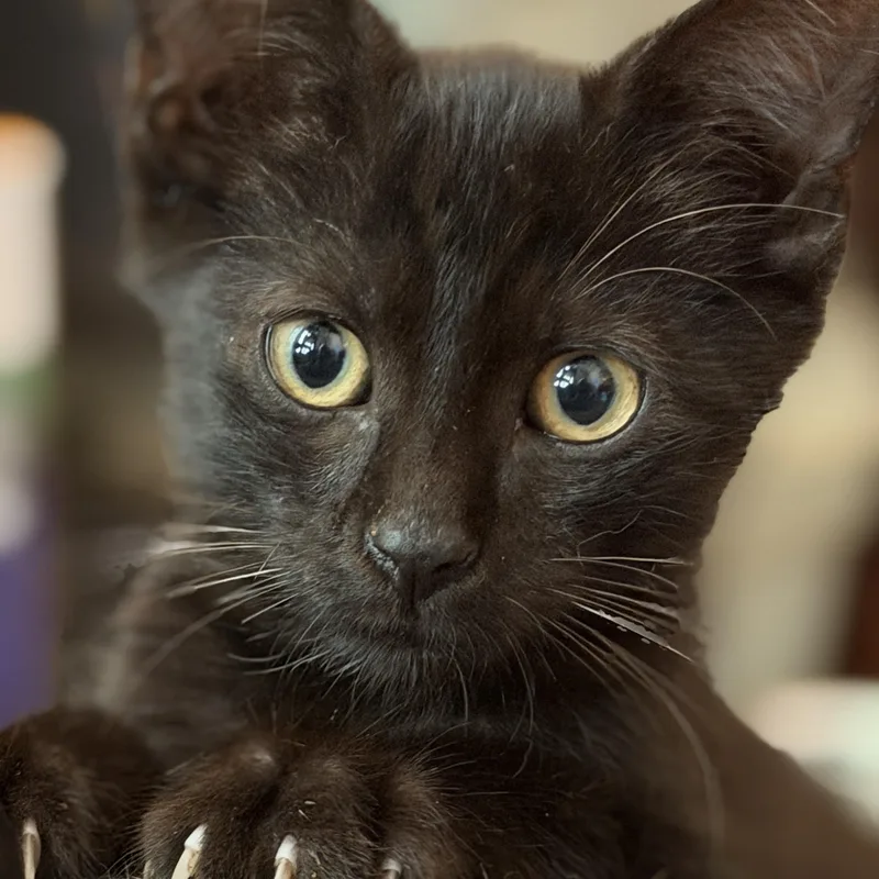 Binx thumbnail 4