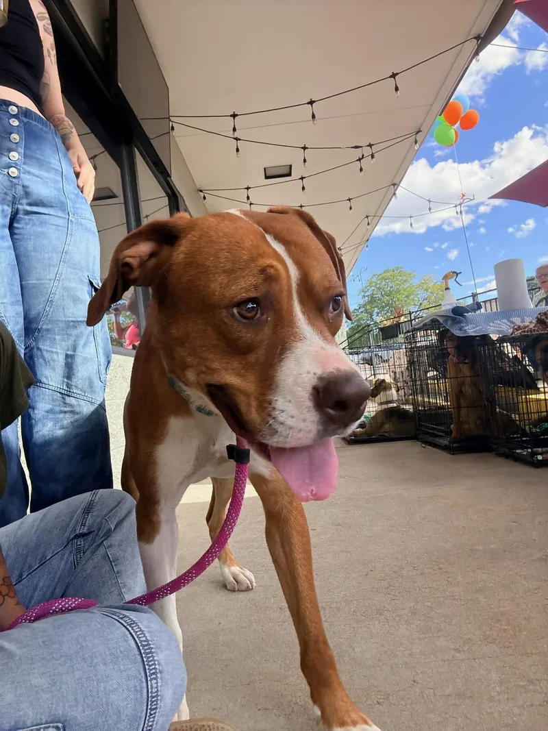 An adult large-sized female Red / Chestnut / Orange Pit Bull Terrier dog named Ariel for adoption in Littleton, CO