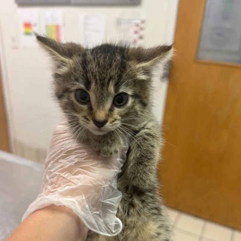 A baby small-sized female Brown / Chocolate Domestic Medium Hair cat named Skye for adoption in Charleston, WV