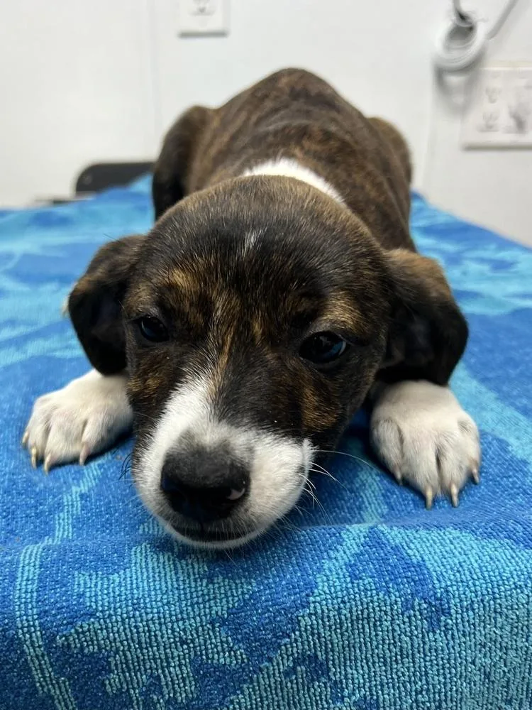 AAD New Arrival! Gertrude