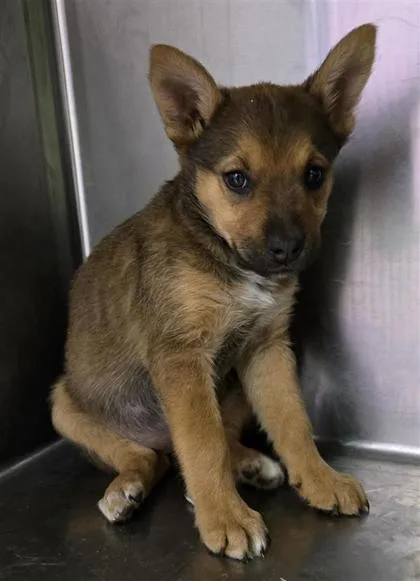 A baby large-sized female Brown / Chocolate Shepherd dog named Vanellope for adoption in El Paso, TX