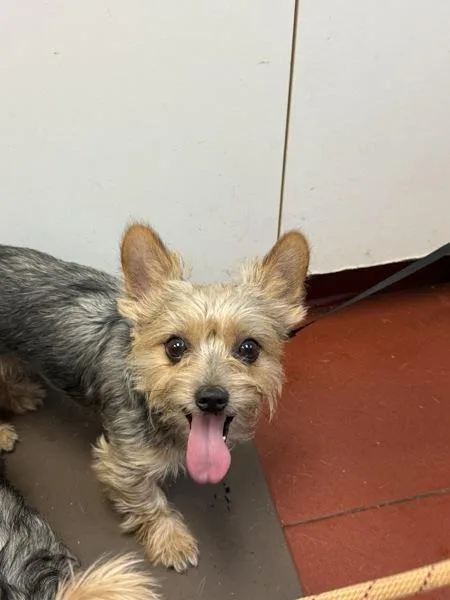 An adult small-sized male Yorkshire Terrier dog named Man for adoption in Salisbury, MD