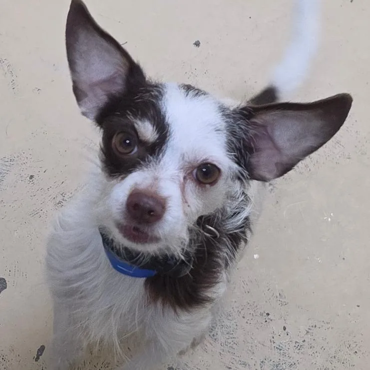 An adult small-sized male Terrier dog named Petrie City of for adoption in Chino Hills, CA