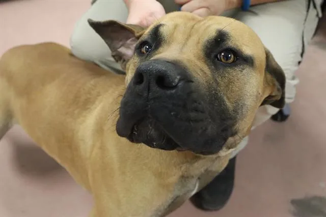 An adult large-sized male Mixed Breed dog named Coda for adoption in Columbia, SC