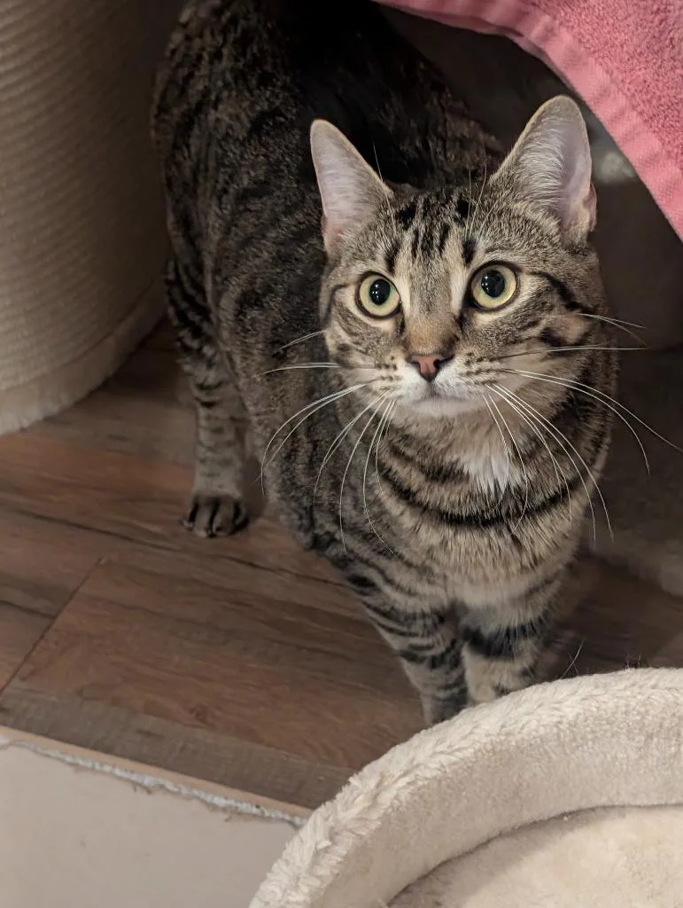 A baby medium-sized female Domestic Short Hair cat named Juniper for adoption in Grovetown, GA