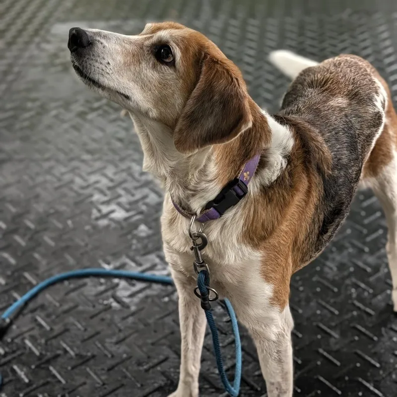 A senior medium-sized male Yellow / Tan / Blond / Fawn American Foxhound dog named Lucas for adoption in Thomaston, ME