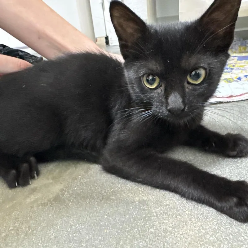 A baby small-sized male Black Domestic Short Hair cat named Tom for adoption in Clearwater, FL