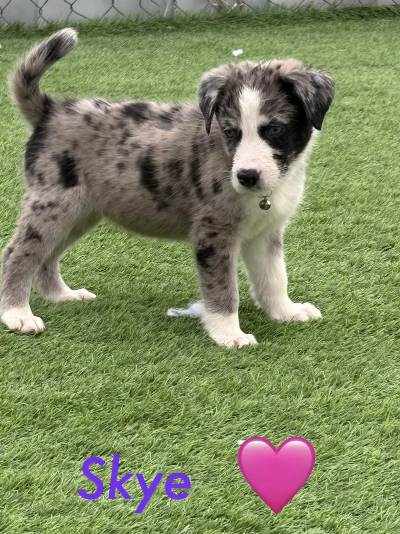 Skye