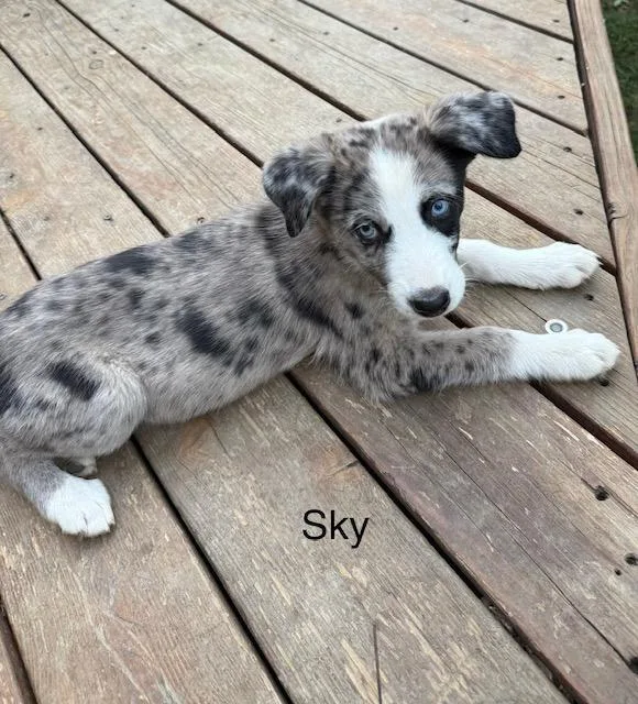 Skye thumbnail 3