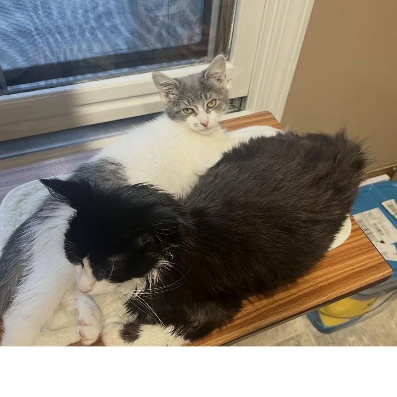 A baby small-sized female Gray & White Domestic Medium Hair cat named Jill for adoption in Brockport, NY