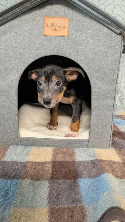 A baby medium-sized female Shepherd dog named Harrietta for adoption in Houston, TX