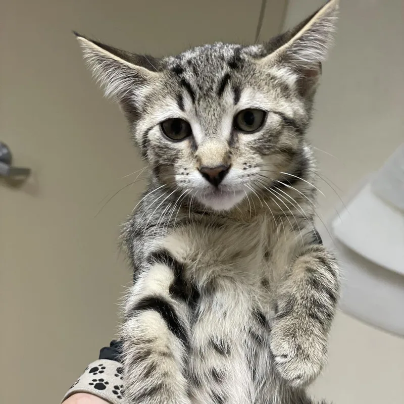 A baby small-sized male Black Domestic Short Hair cat named Spiderman for adoption in Riverside, CA