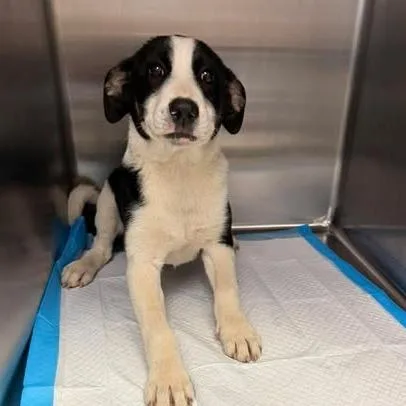 A baby small-sized female Black Shepherd dog named Ruby for adoption in Bastrop, TX
