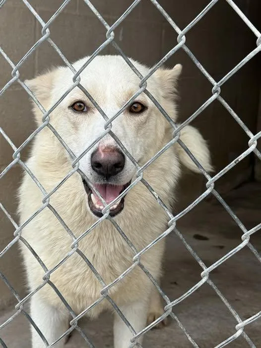 A young large-sized female White / Cream Husky dog named Lumi for adoption in Blue Springs, MO