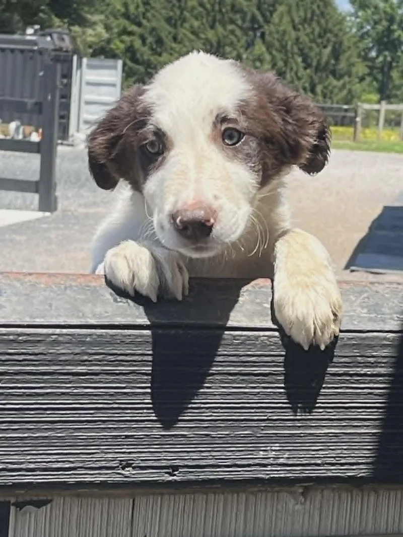 A baby small-sized male Border Collie dog named Dunkin for adoption in Havertown, PA