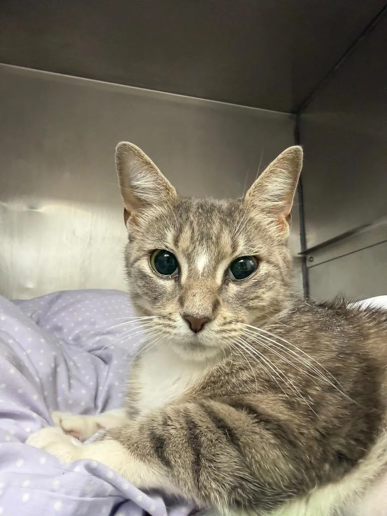 A baby medium-sized female Domestic Short Hair cat named Mary for adoption in Pomona, NY