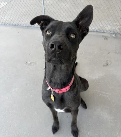 Pepper Urgent