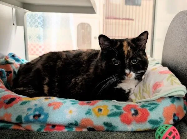 A senior small-sized female Domestic Short Hair cat named Rosie for adoption in Escondido, CA