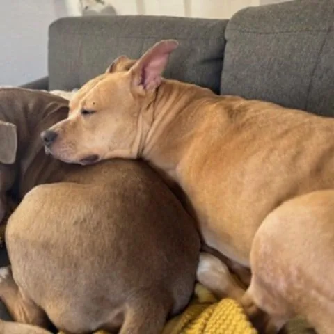 Honey  Paws thumbnail 2