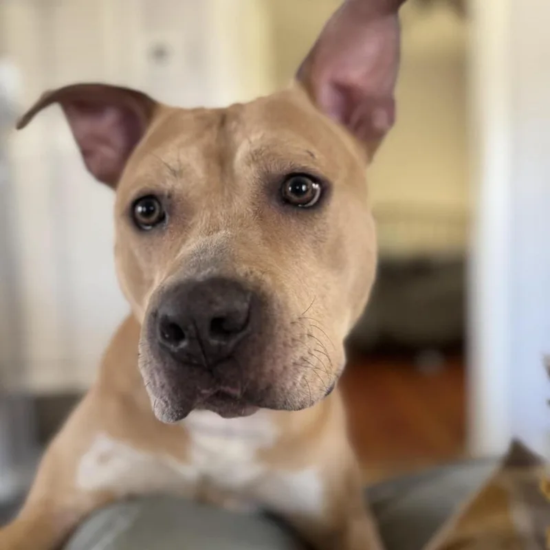 Honey  Paws thumbnail 3