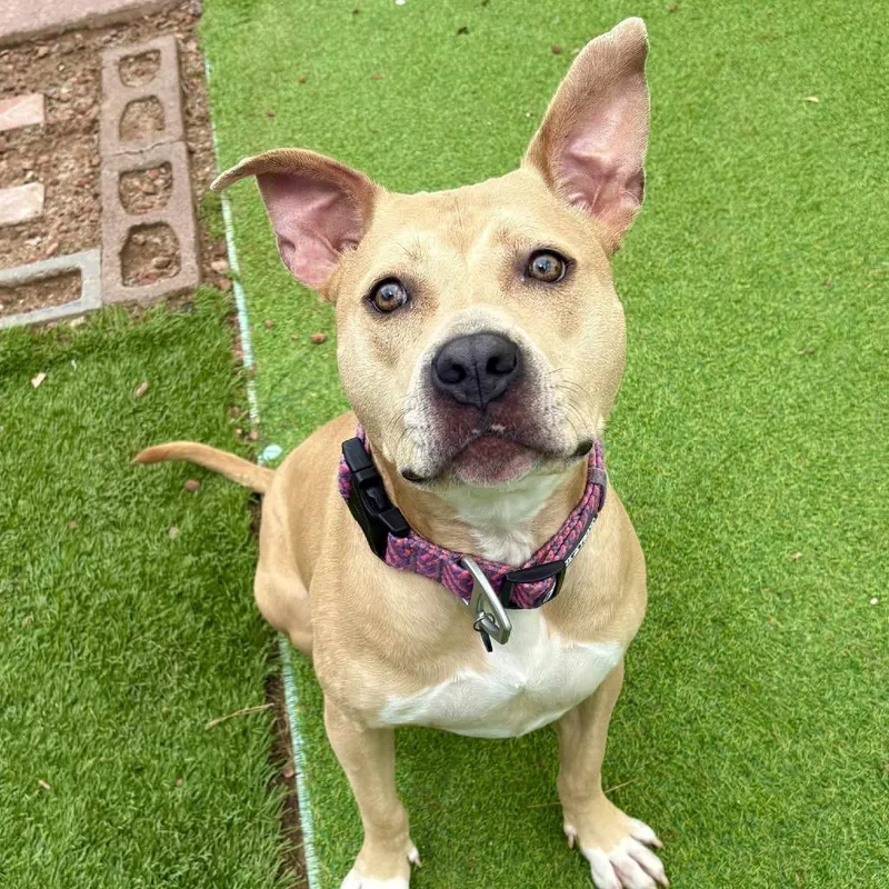 Honey  Paws thumbnail 4