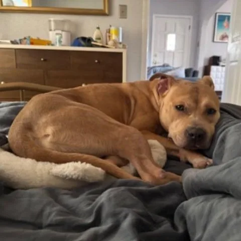 Honey  Paws thumbnail 5