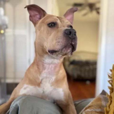 Honey  Paws thumbnail 6