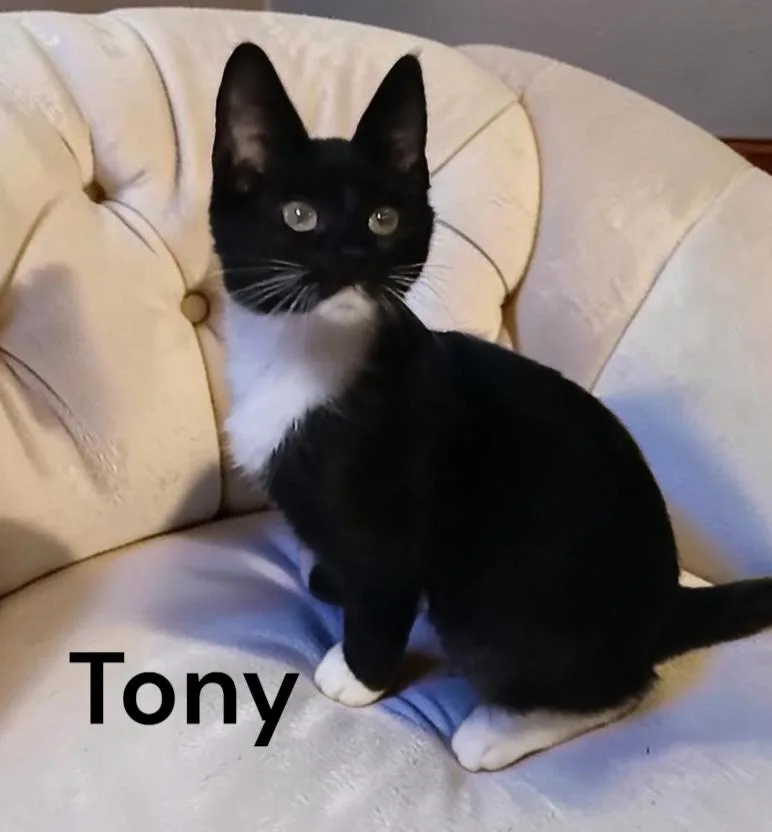 A baby medium-sized male Black & White / Tuxedo Domestic Short Hair cat named Tony for adoption in Weems, VA