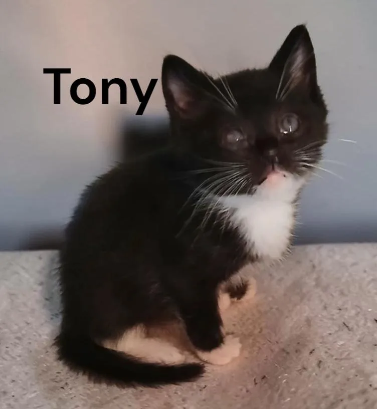 Tony thumbnail 2