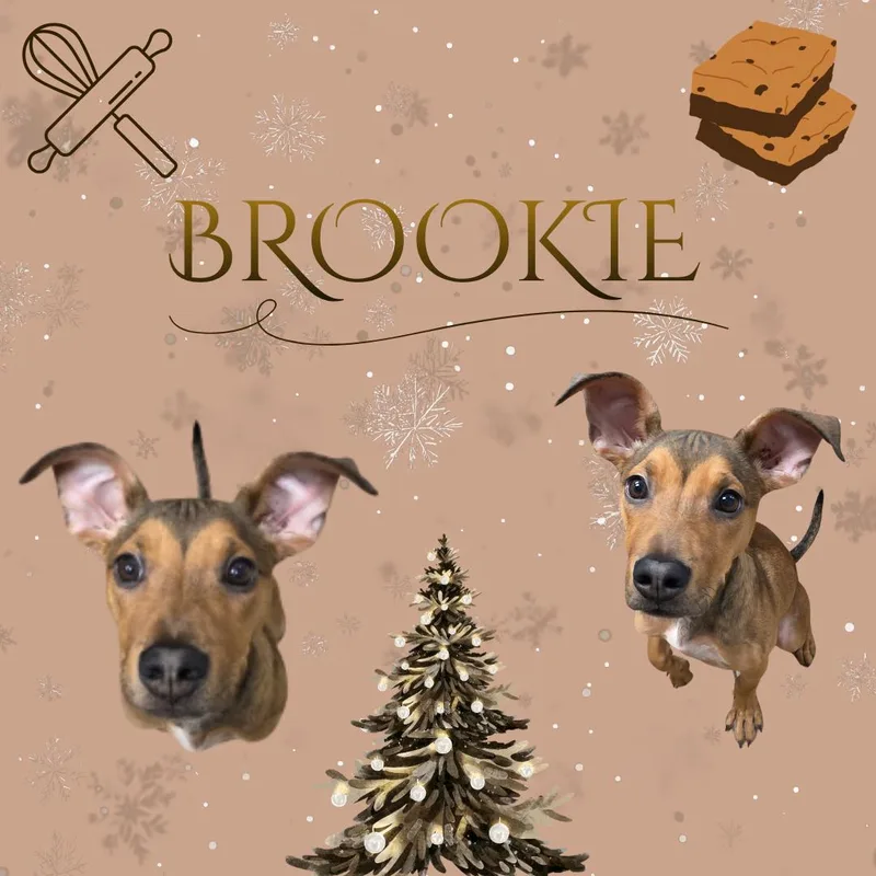 Brookie