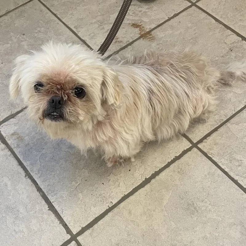 An adult small-sized female White / Cream Mixed Breed dog named StrayAcmeDrive for adoption in Columbus, GA
