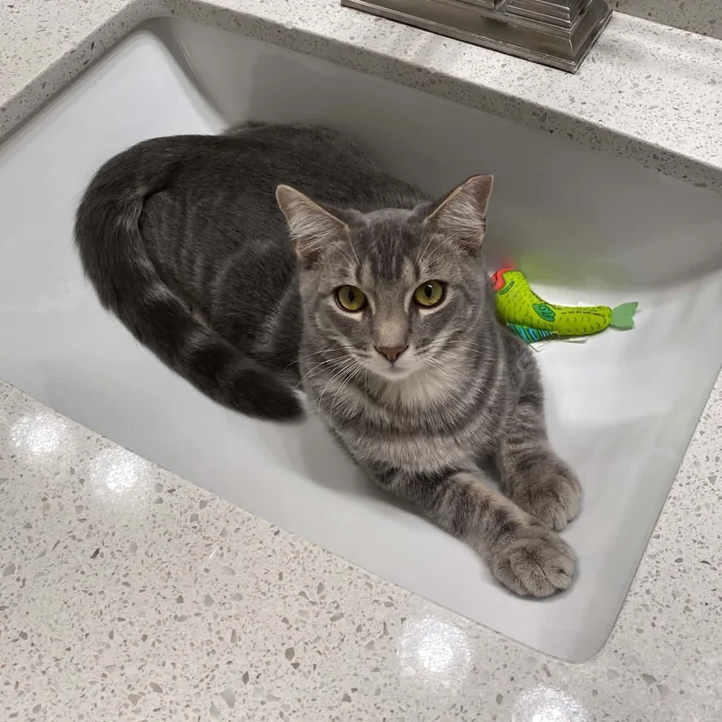A baby small-sized male Tabby (Gray / Blue / Silver) Domestic Short Hair cat named Dash for adoption in Antioch, CA