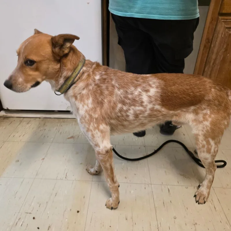 An adult medium-sized male Cattle Dog dog named Topper for adoption in Denison, TX