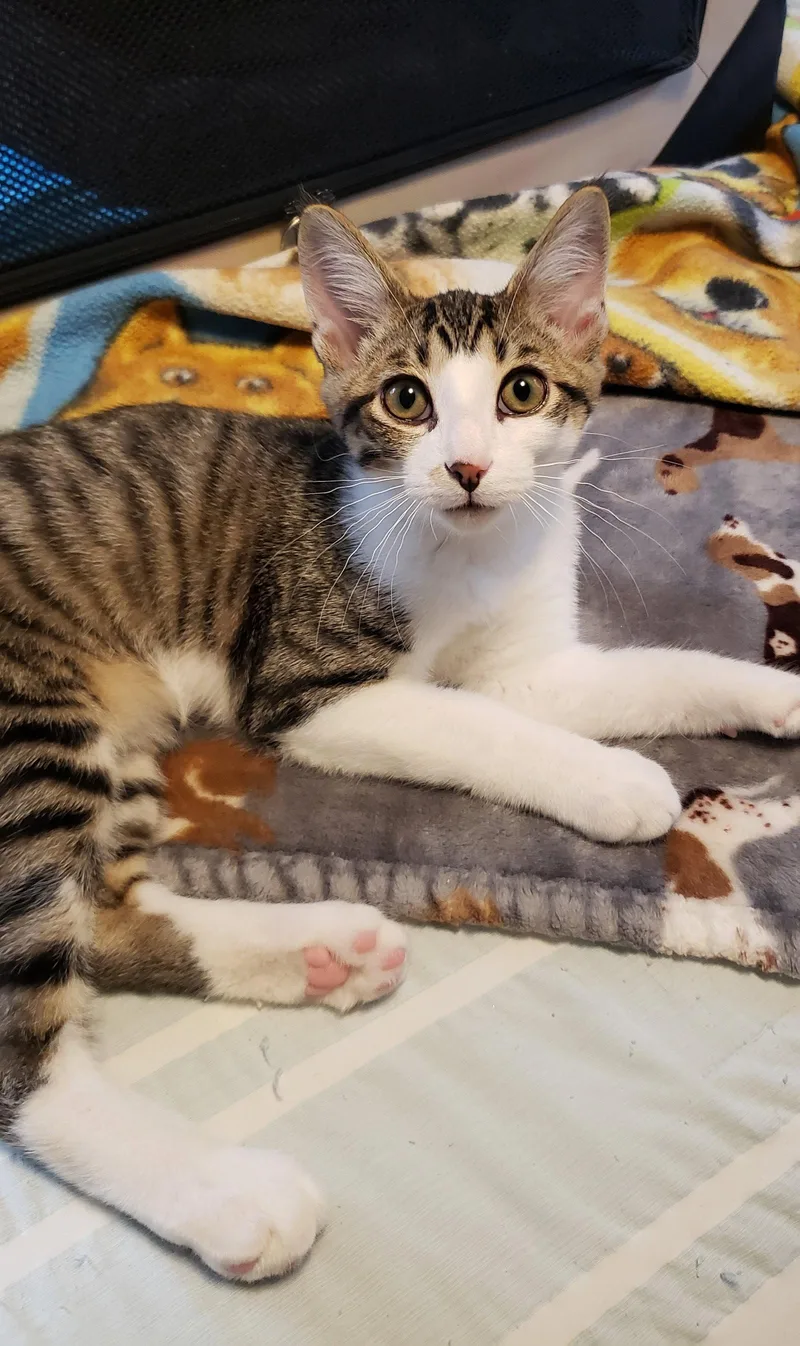 A baby medium-sized male Domestic Short Hair cat named Banjo for adoption in Cincinnati, OH