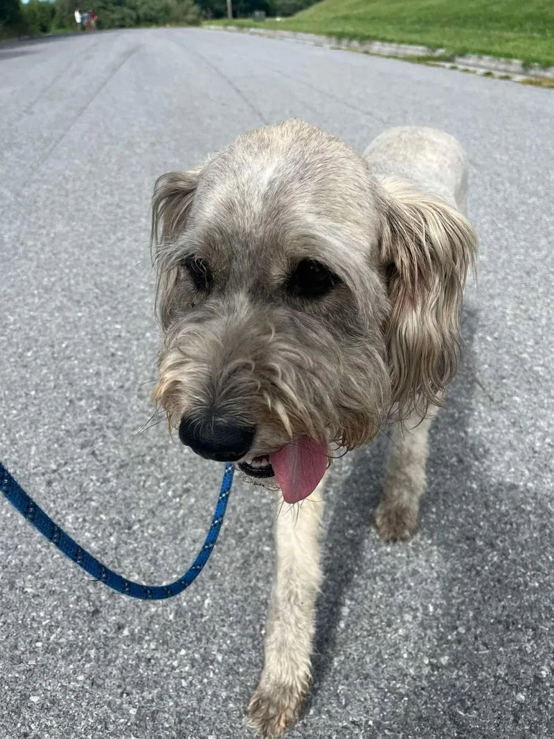 An adult large-sized male Wire Fox Terrier dog named Albert for adoption in Front Royal, VA