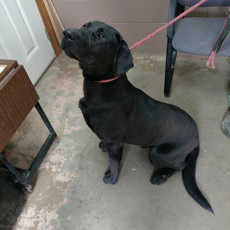 A young large-sized male Black Labrador Retriever dog named 26-071 for adoption in Carrollton, OH