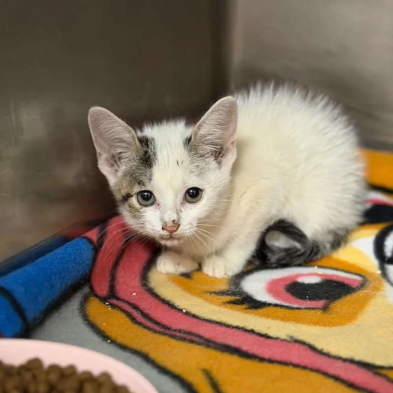 A baby small-sized female White Domestic Short Hair cat named Stormi for adoption in Fort Smith, AR