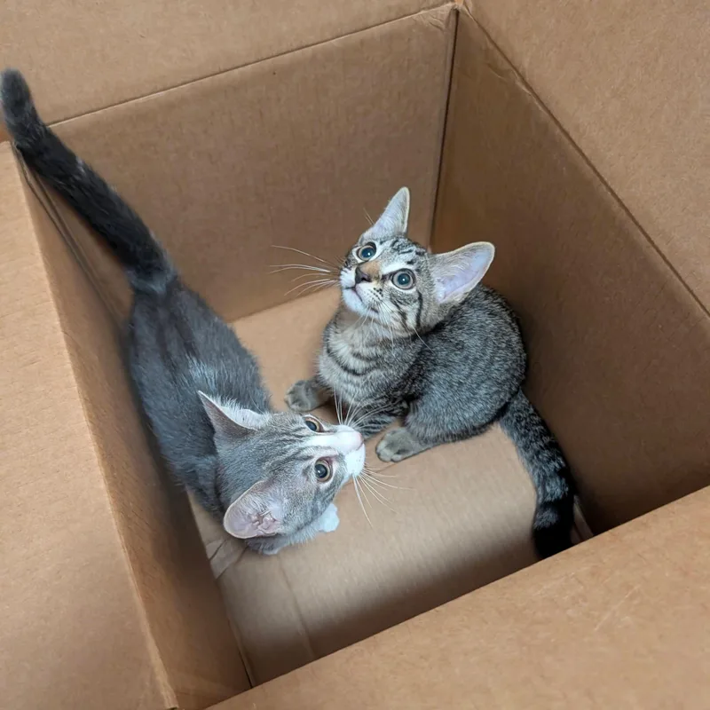 A baby medium-sized male Tabby (Brown / Chocolate) Domestic Short Hair cat named Happy & Parker for adoption in New york, NY