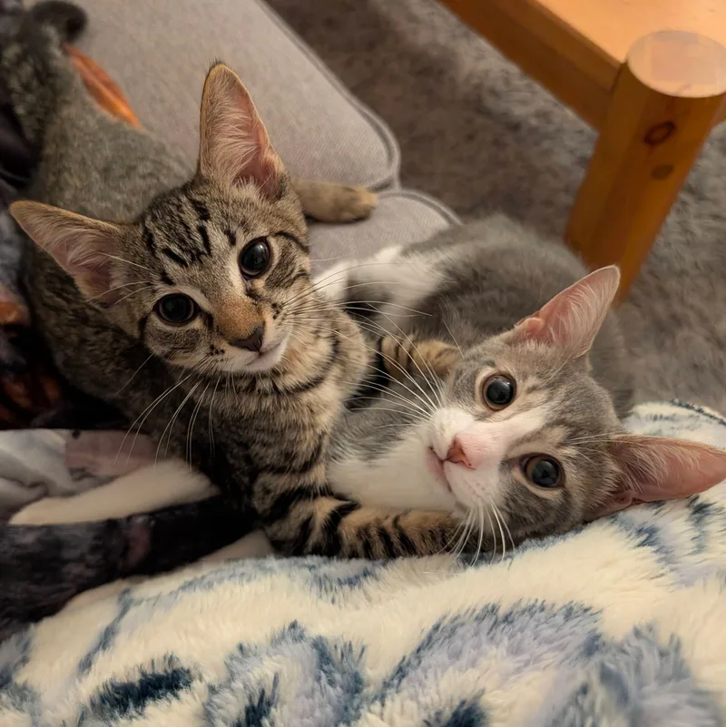 Happy & Parker thumbnail 2