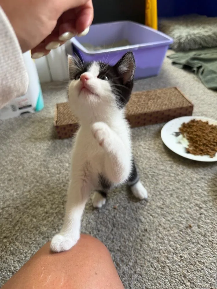 A baby small-sized male Domestic Short Hair cat named Allen for adoption in Ferndale, MI