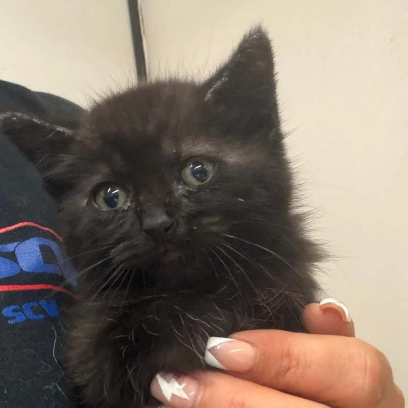 Bagheera