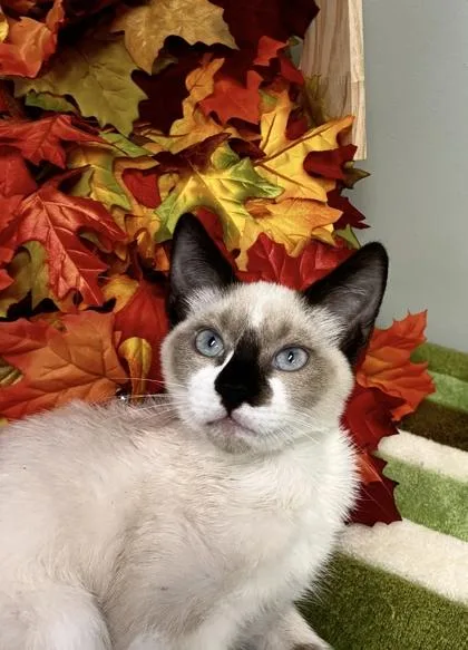 A baby medium-sized male Snowshoe cat named Hunter for adoption in Picayune, MS
