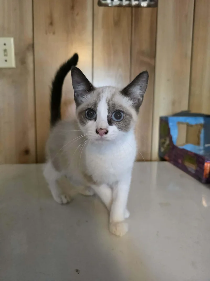 A baby medium-sized male Gray / Blue / Silver Domestic Short Hair cat named Zrytec for adoption in Cosby, TN
