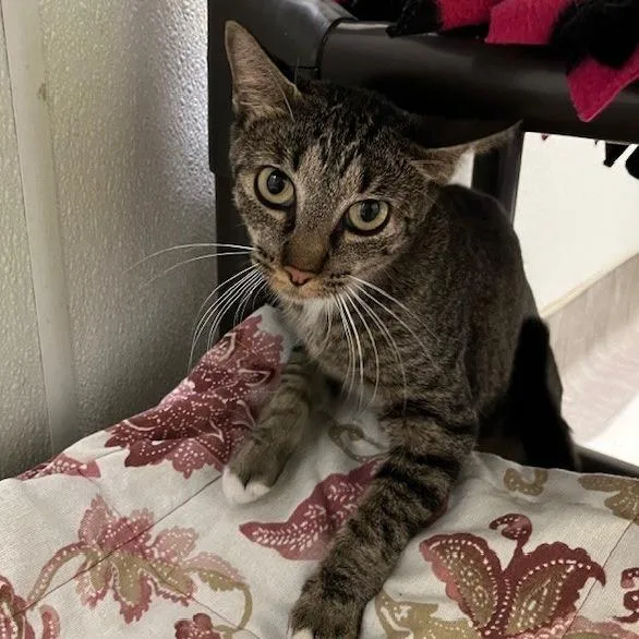 A young medium-sized female Brown / Chocolate Domestic Short Hair cat named Rose for adoption in San Antonio, TX