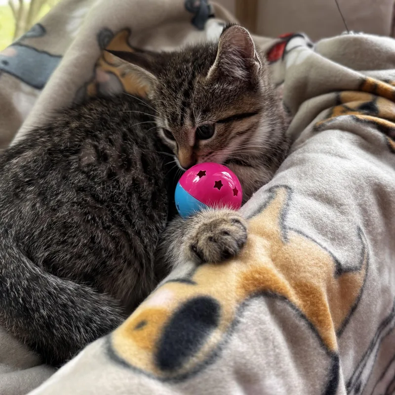 A baby small-sized male Tabby (Brown / Chocolate) Domestic Short Hair cat named Nemo for adoption in East Greenwich, RI